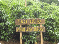 costarica-richo.gif